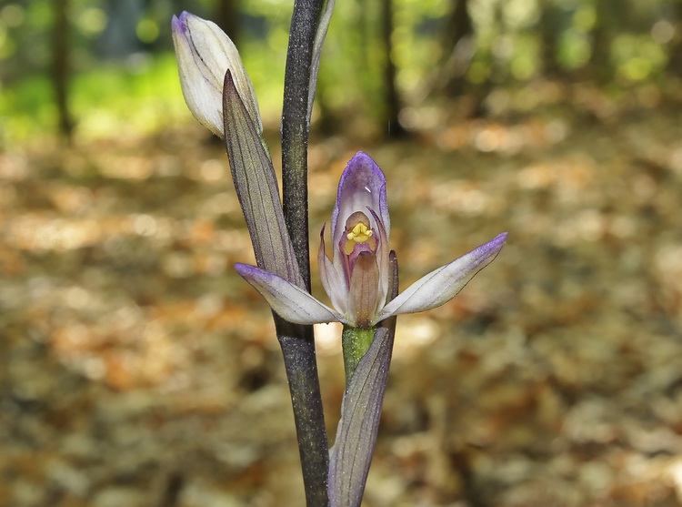 Limodorum trabutianum - iniza a fiorire